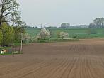 Třibřichy